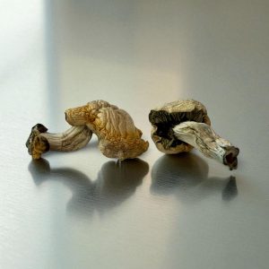 Hongos Medicinales Deshidratados