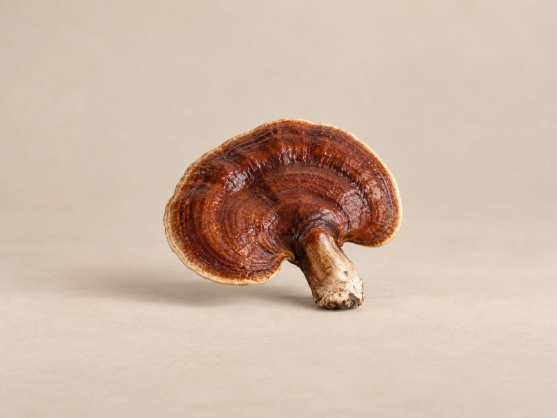 Reishi