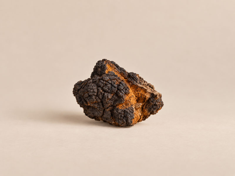 Chaga